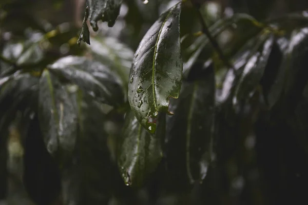 Grüne Blätter Nach Regen Tropische Blätter Hintergrund Textur Grüner Pflanzen — Stockfoto