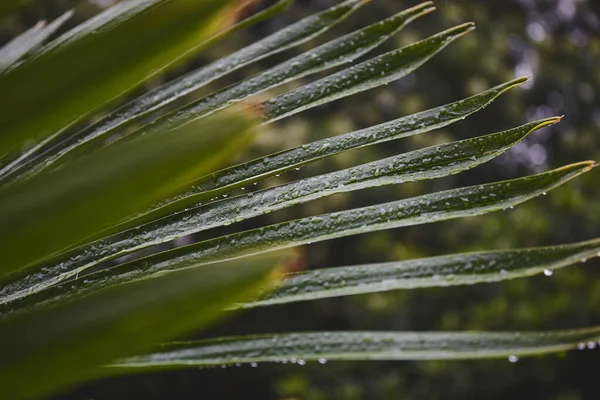 Foglie Palma Verdi Dopo Pioggia Foglie Tropicali Sfondo Texture Vegetale — Foto Stock