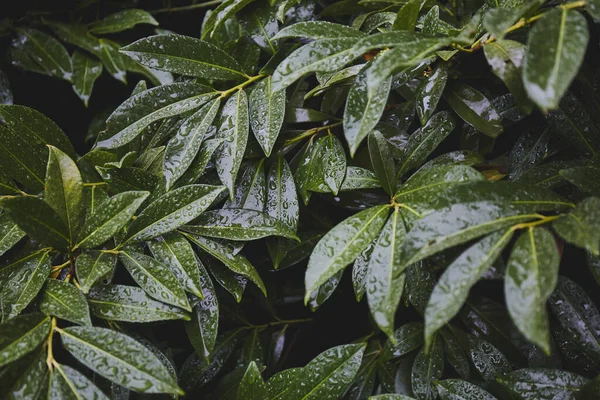 Πράσινα Φύλλα Μετά Βροχή Τροπικά Φύλλα Φόντο Πράσινη Φυτική Υφή — Φωτογραφία Αρχείου