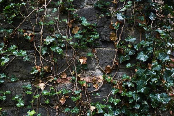 Oude Stenen Muur Met Bladeren Achtergrond Groene Bladeren Regen Tropische — Stockfoto