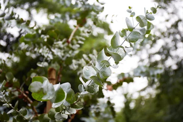 緑のユーカリは雨の後に葉します 熱帯の葉の背景 緑の植物の質感 — ストック写真