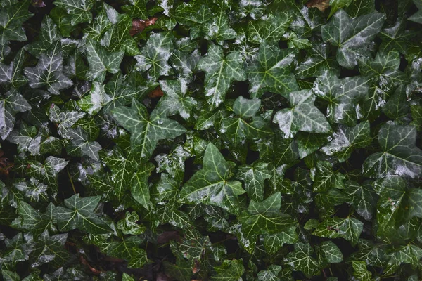 Grüne Blätter Nach Regen Tropische Blätter Hintergrund Textur Grüner Pflanzen — Stockfoto