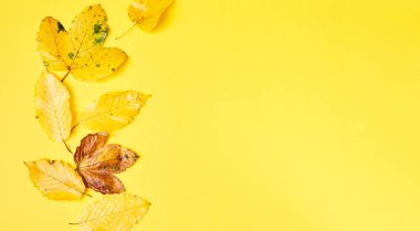 Sarı arkaplanda gerçekçi yapraklar bulunan düz bir kompozisyon. Merhaba Ekim konsepti. Sonbahar arkaplanı
