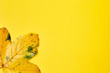 Sarı arkaplanda gerçekçi yapraklar bulunan düz bir kompozisyon. Merhaba Ekim konsepti. Sonbahar arkaplanı