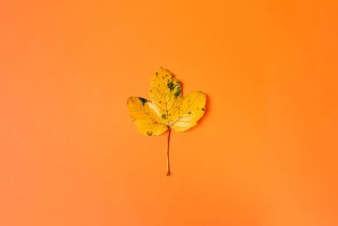 Turuncu arka planda çok güzel gerçekçi bir yaprak olan düz bir kompozisyon. Merhaba Ekim konsepti. Sonbahar arkaplanı
