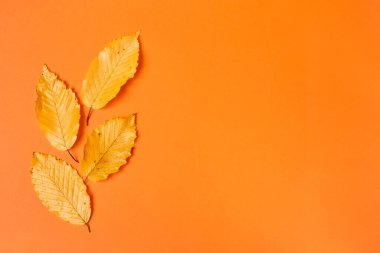 Turuncu arka planda gerçekçi yapraklarla birlikte düz bir kompozisyon oluşturun. Merhaba Ekim konsepti. Sonbahar arkaplanı. Boşluğu kopyala