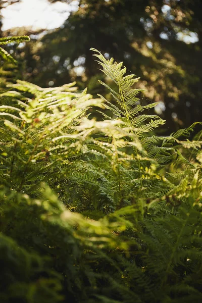 Σπέρματα Στο Δάσος Βράδυ Βοτανικό Υπόβαθρο — Φωτογραφία Αρχείου
