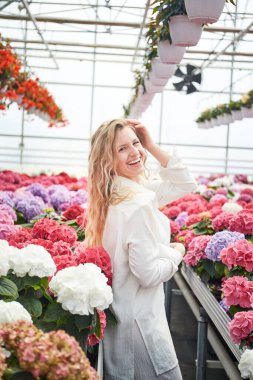 Güzel pembe çiçeklerin yanında duran mutlu, gülümseyen kadın. Renkli ortancaları olan endüstriyel sera. Seradaki genç sarışın bir kadın. Her yerde saksılarda çiçekler.