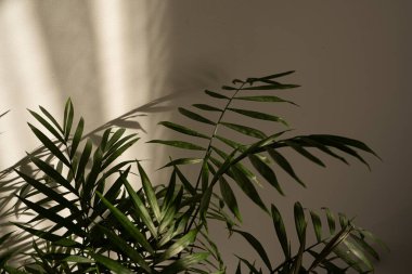 Chamaedorea ev bitkisi. Bereketli yeşil bitkiler, yumuşak doğal ışıkta güneşleniyorlar sıcak, kapalı bir mekanda, öğleden sonra boyunca.