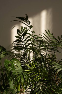 Chamaedorea ev bitkisi. Bereketli yeşil bitkiler, yumuşak doğal ışıkta güneşleniyorlar sıcak, kapalı bir mekanda, öğleden sonra boyunca.