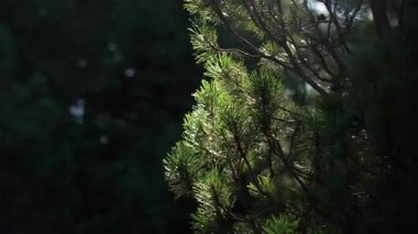 Işık, sabah saatlerinde sakin bir orman ortamında ağaç dallarının arasından süzülür. Karpat Dağları, Ukrayna 'da yaz yürüyüşü