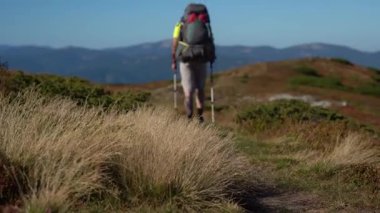 Dağlarda güneşli bir günde çimenli patikalarda yürüyen bir yürüyüşçü. Karpat Dağları, Ukrayna 'da yaz yürüyüşü