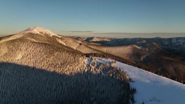Kış harikalar diyarı, dingin manzarada parlak güneş ışığı altında altın çam ormanlarını gözler önüne seriyor. Kış boyunca Gorgany poligonu. Karpat Dağları, Ukrayna