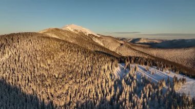 Kış harikalar diyarı, dingin manzarada parlak güneş ışığı altında altın çam ormanlarını gözler önüne seriyor. Kış boyunca Gorgany poligonu. Karpat Dağları, Ukrayna