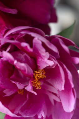 Canlı Pembe Şakayık Çiçek Yapraklarının Çiçek Açan Bahçedeki Parlak Sarı Merkezi