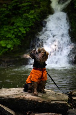 Gündüz vakti, bir orman ortamında, etrafındaki yeşilliklerle birlikte bir şelalenin kenarında oturuyor. Karpat Dağları, Sukil, Ukrayna