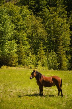 Baharın güneşli bir gününde arka planda ağaçlarla birlikte at yeşil alanda duruyor. Karpat Dağları, Sukil, Ukrayna