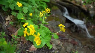 Sarı çiçekler, ilkbaharda, sessiz ve doğal bir ortamda, bir ormanda küçük bir dere tarafından çiçek açarlar. Ukrayna 'daki Karpat Dağları' nda bahar yürüyüşü. Borzhava aralığı
