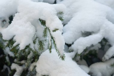 Kar, kışın açık havada gün ortasında doğal bir ortamda yeşil ağaç dallarını kaplar. Ukrayna 'nın Karpat Dağlarında Kış Yürüyüşü