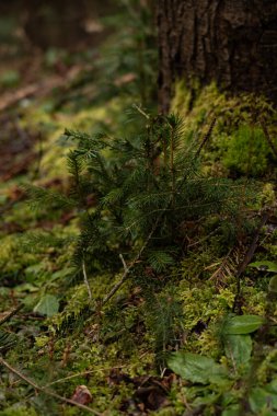 Karpat Dağları 'ndaki erken bahar büyümesi Ukrayna' da bir ağaç gövdesinin yakınında yeşil bitkiler ve yosunlar gösteriyor.