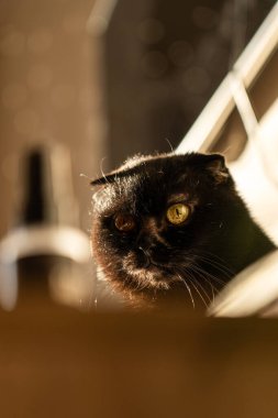 Yaşlı siyah kedi bir evin tahta yüzeyinde yürüyor. Kedi odak noktasında ve arka planı bulanık..