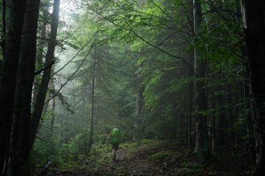 Sakin bir sabahta uzun ağaçlarla çevrili sisli bir orman yolunu keşfeden yürüyüşçü. Karpat Dağları 'nda yürüyüş. Ukrayna