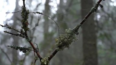 Sabahın erken saatlerinde bir ormanda yosun ve örümcek lifinin büyümesini araştırıyorum. Karpat Dağları 'nda Yaz Yürüyüşü. Ukrayna