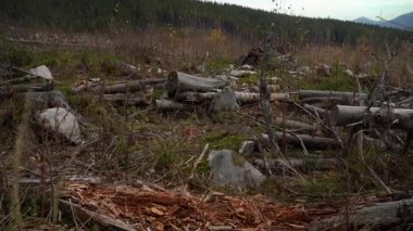 Deforestation. Timber clearing and land preparation in a forest area for future use and growth. Autumn hiking in Carpathian Mountains, Ukraine