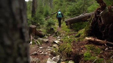 Yürüyüşçü gün içinde ağaçlar ve doğal manzarayla çevrili bir orman patikası boyunca yürür. Karpat Dağları, Ukrayna 'da sonbahar yürüyüşü
