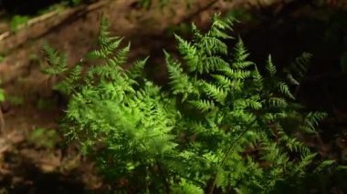 Eğreltiotları, güneşli bir günde öğleden sonra saatlerinde rüzgarda hafifçe sallanırlar. Karpat Dağları, Ukrayna 'da yaz yürüyüşü