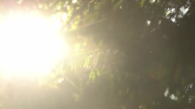 Gün ışığı, sabah saatlerinde ormandaki yeşil ağaçların arasından parlar. Karpat Dağları, Ukrayna 'da yaz yürüyüşü