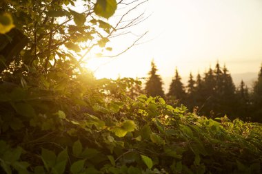 Altın güneş ışığı, akşam saatlerinde sakin bir ormandaki ağaçların arasından süzülür. Karpat Dağları 'nda yürüyüş. Ukrayna