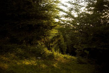 Altın güneş ışığı, akşam saatlerinde sakin bir ormandaki ağaçların arasından süzülür. Karpat Dağları 'nda yürüyüş. Ukrayna