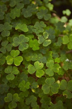 Yonca bitkileri gün ışığında yeşil bir alanda birlikte büyür. Karpat Dağları, Ukrayna 'da yaz yürüyüşü