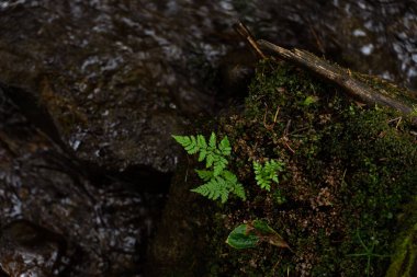 Sakin bir orman ortamında akan suyun yakınındaki yosunlu kayalarda yetişen taze yeşil eğreltiotları. Gorgany menzili. Ukrayna 'daki Karpat Dağları' nda yürüyüş