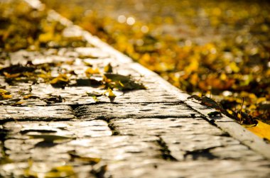 Park Sonbahar Sonbahar gri