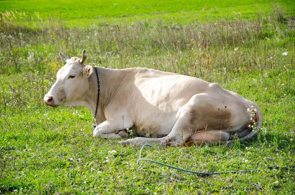 Krowa parku drewno — Zdjęcie stockowe