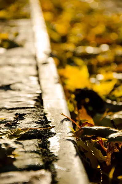 Park fall autumn gray — Stock Photo, Image