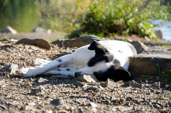 Animali da cane felice — Foto Stock