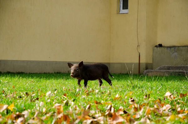 Black pig and grass — Stock Photo, Image