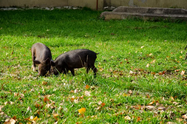 Черная свинья и трава — стоковое фото