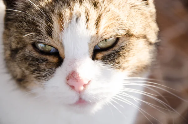 Bichano gato e branco — Fotografia de Stock