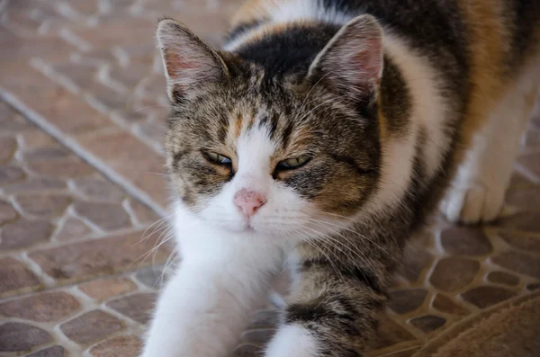 Pussy cat and white — Stock Photo, Image