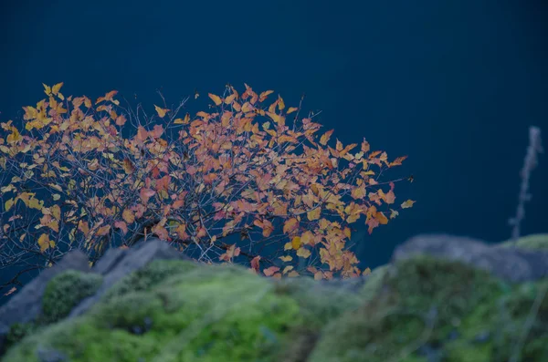 Escalar montanha e grama — Fotografia de Stock