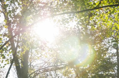 gri sonbahar sonbahar