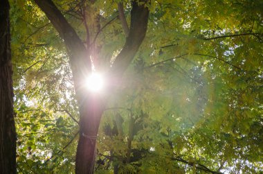 gri sonbahar sonbahar