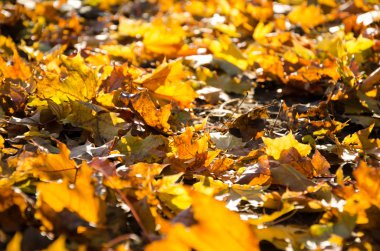 gri sonbahar sonbahar