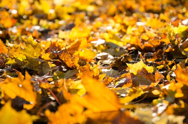Grauer Herbst — Stockfoto