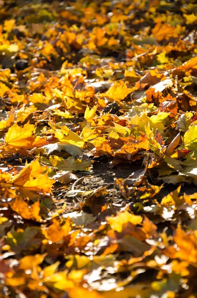 Gray fall autumn — Stock Photo, Image