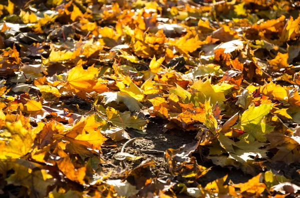 Gray fall autumn — Stock Photo, Image